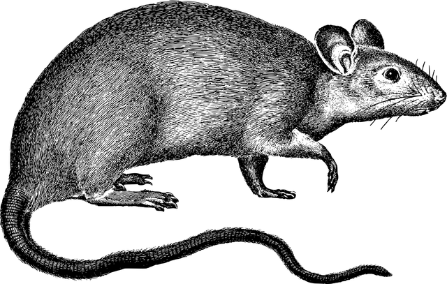 rat 640